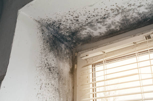 Affordable Attic Mold Remediation solutions in Jessup, MD